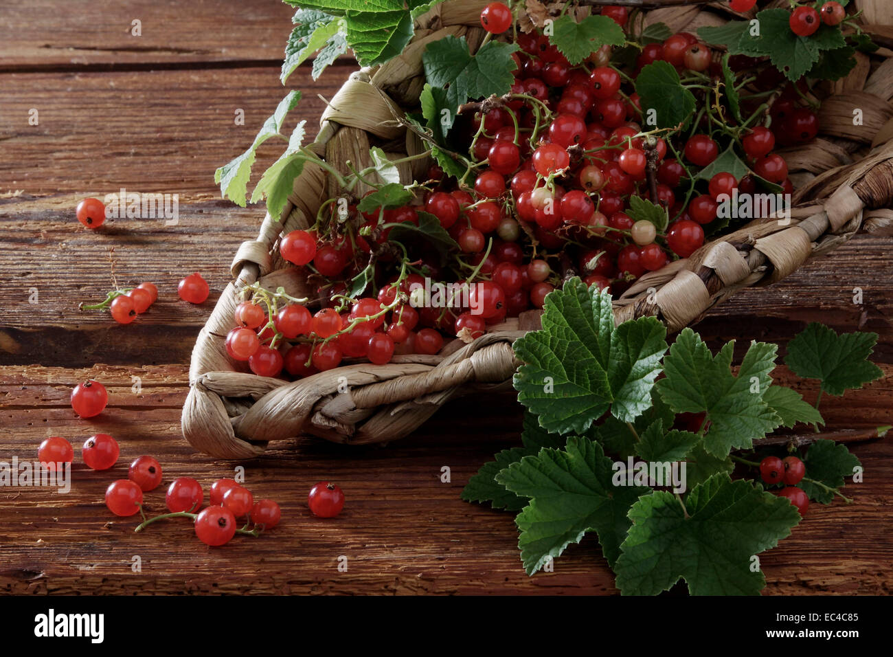 redcurrant Stock Photo
