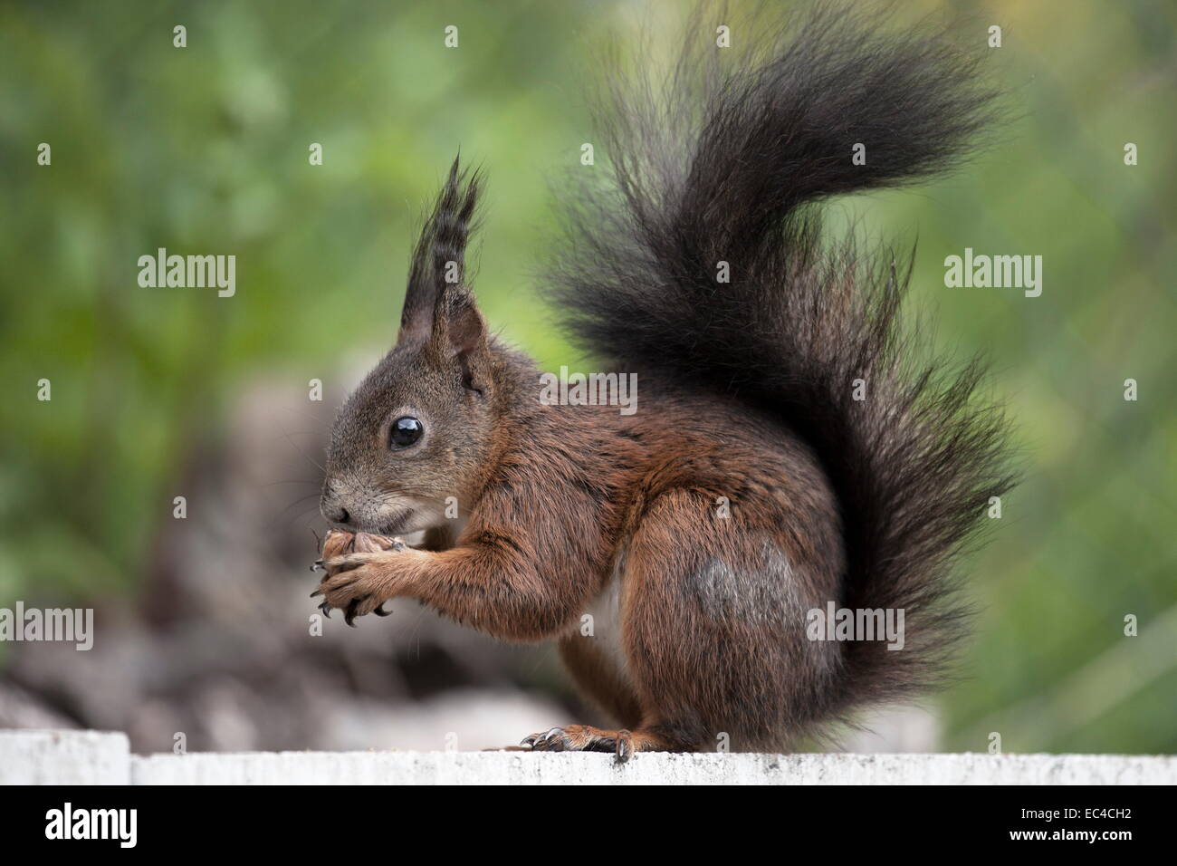 Squirrel with a walnut Stock Photo