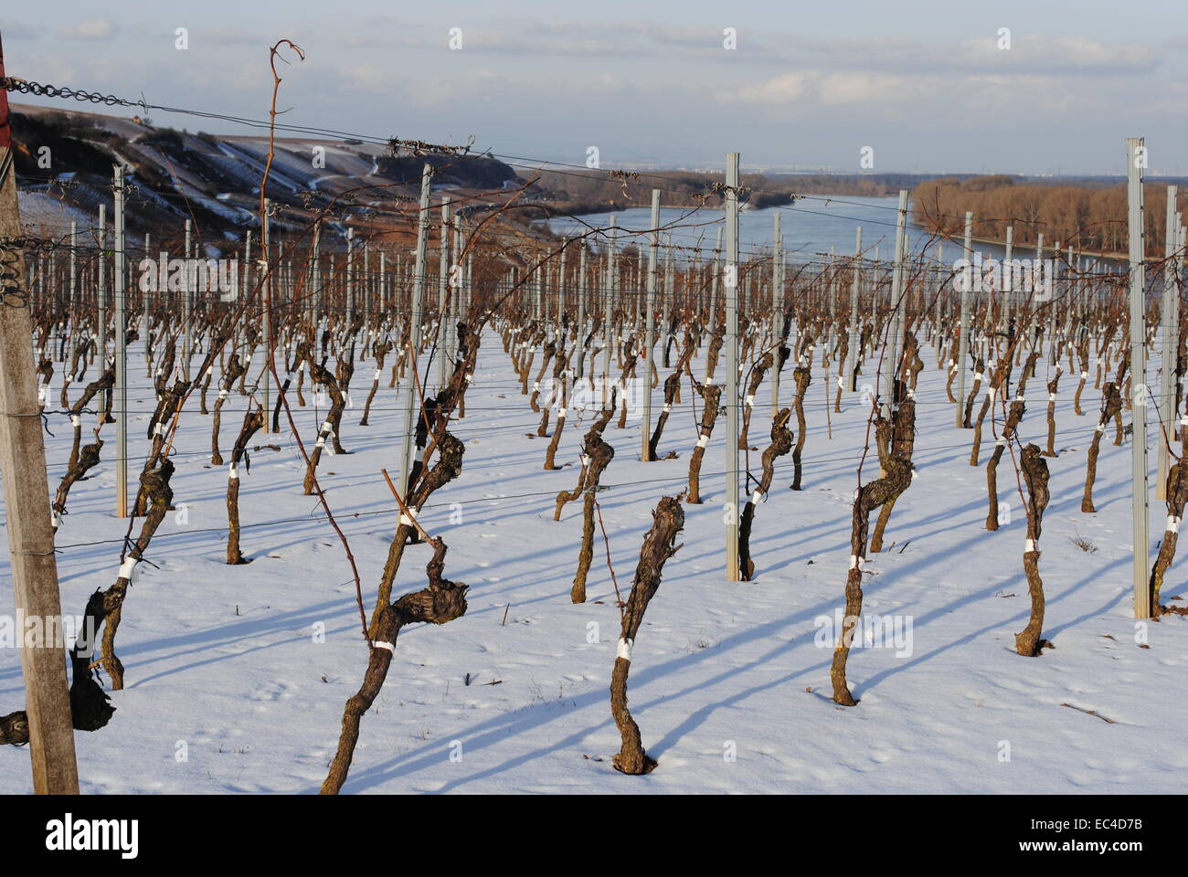 Vineyard in winter Rheinhessen Nierstein Stock Photo