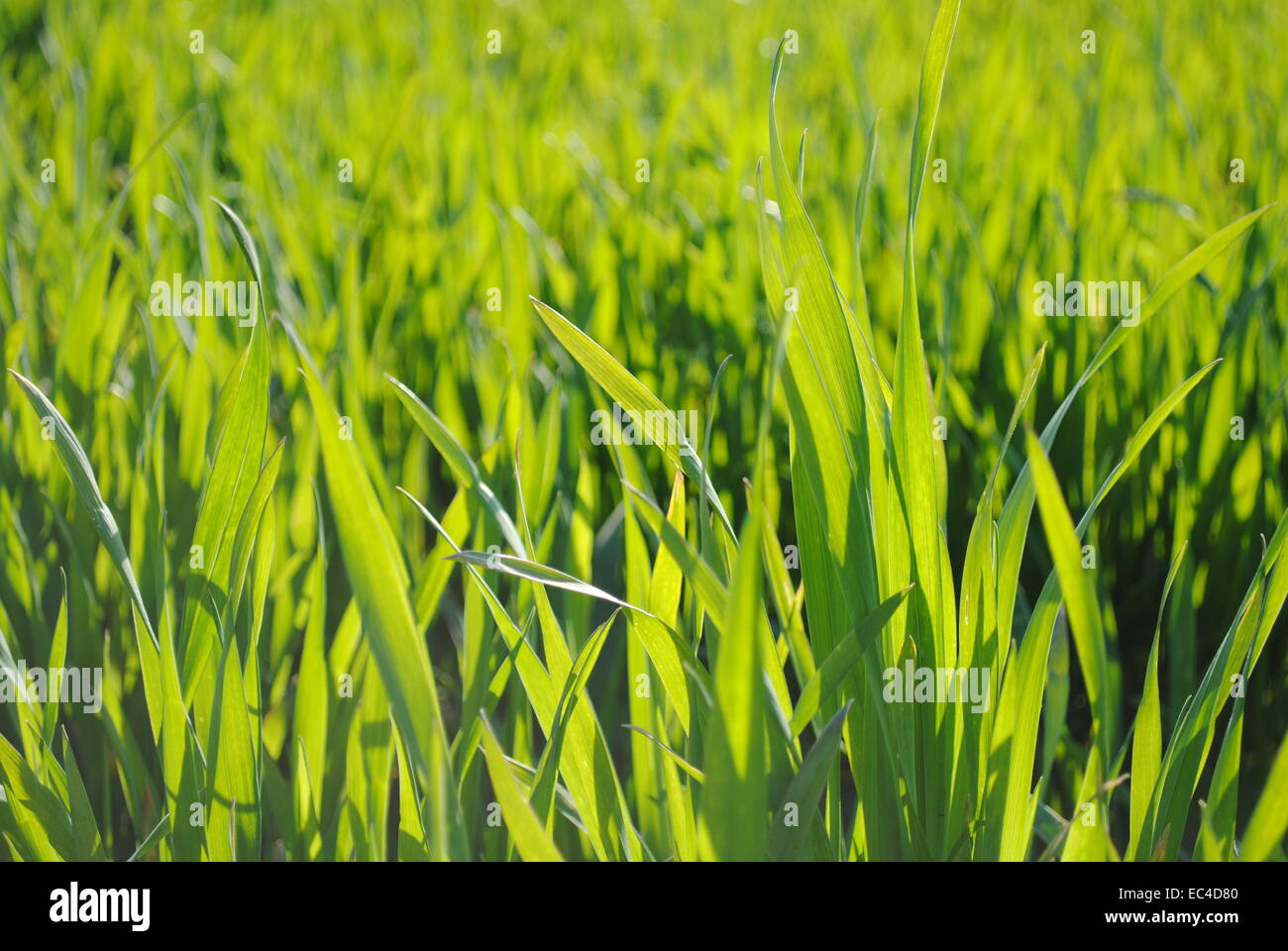 Young corn leaves hi-res stock photography and images - Alamy