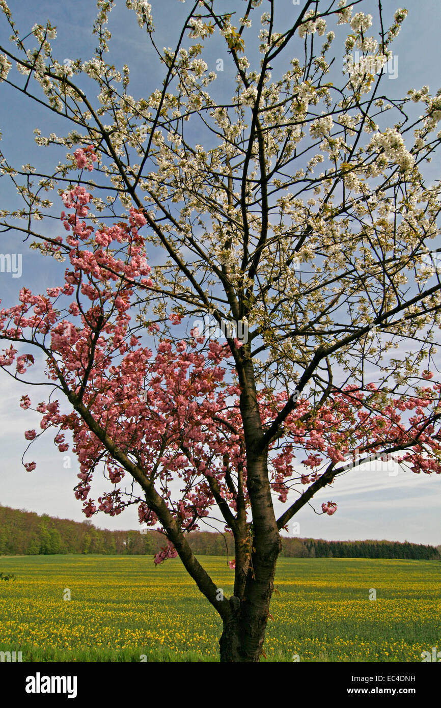 Cherry tree with white and pink blooms in Bad Rothenfelde, Osnabrueck country, Lower Saxony, Germany Stock Photo