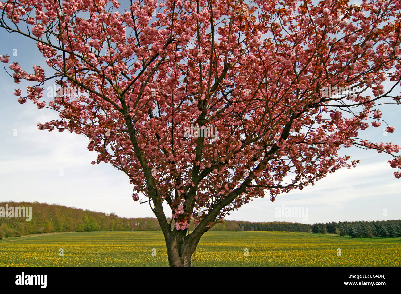 Cherry tree in April in Bad Rothenfelde, Osnabruecker country, Lower Saxony, Germany Stock Photo