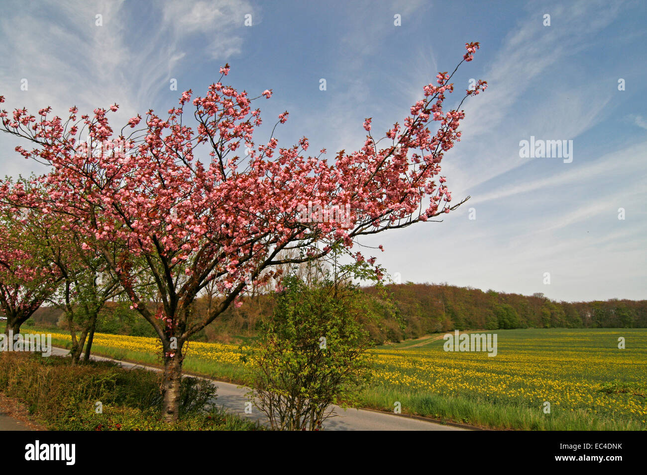 Cherry tree in April in Bad Rothenfelde, Osnabruecker country, Lower Saxony, Germany Stock Photo