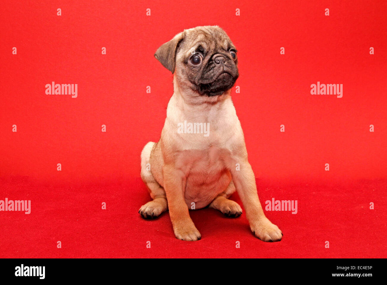 Old and young animals hi-res stock photography and images - Alamy