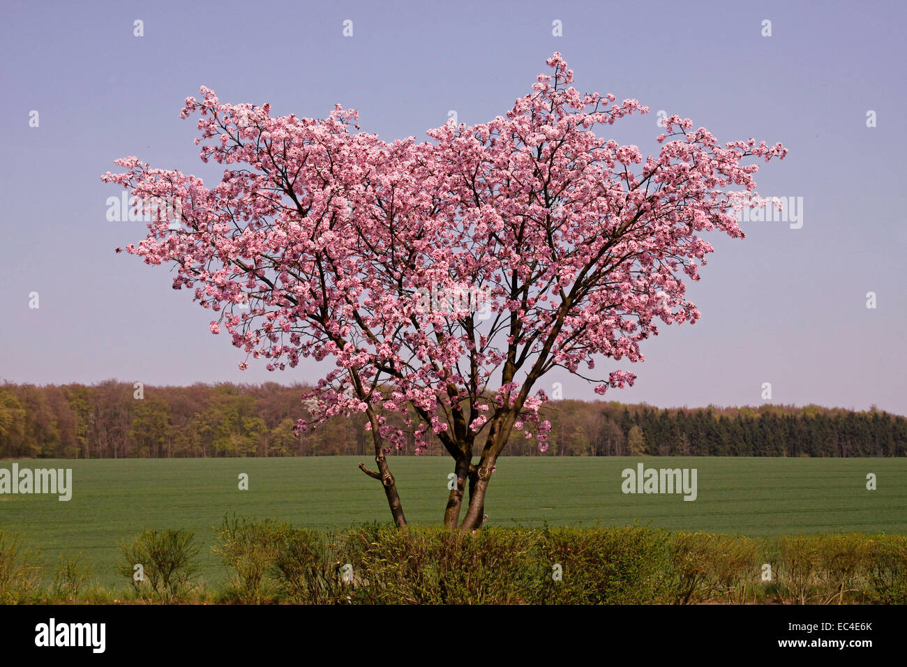 Cherry tree in spring, Bad Rothenfelde, Osnabruecker Land, Lower Saxony, Germany, Europe Stock Photo