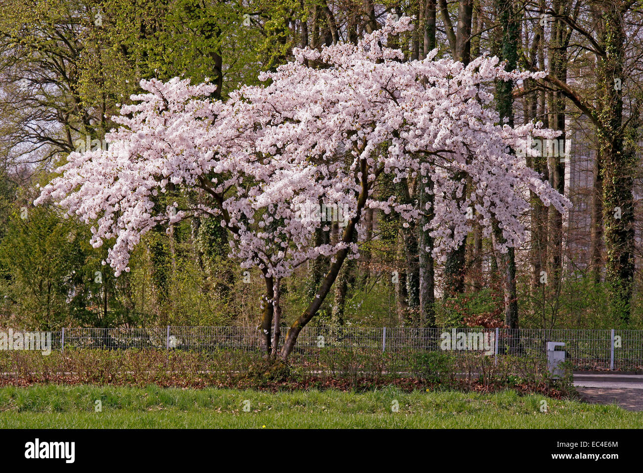 Cherry trees in spring, Lower Saxony, Germany Stock Photo