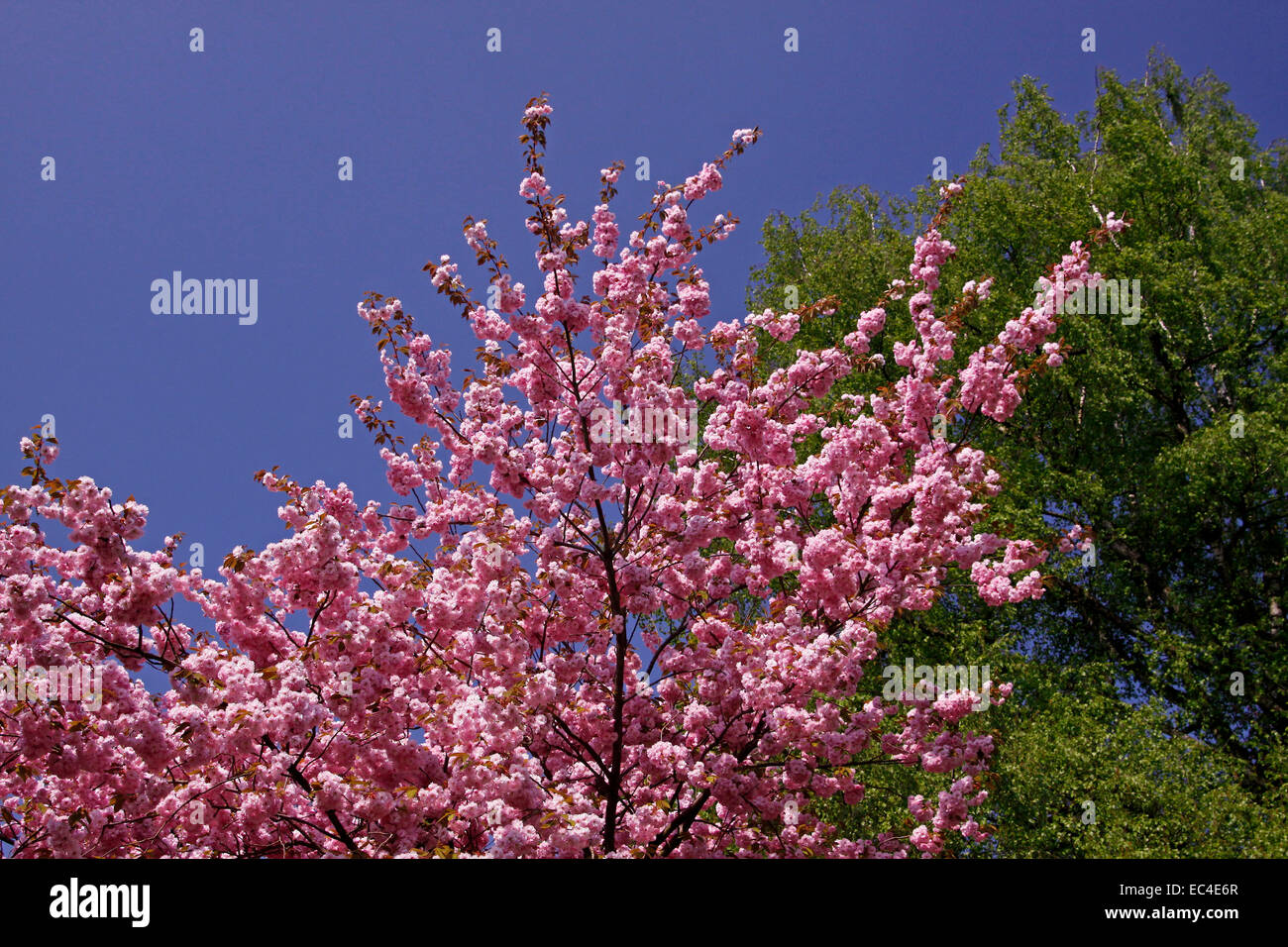 Japanese cherry tree in the spa park of Bad Rothenfelde, Osnabruecker Land, Lower Saxony, Germany, Europe Stock Photo