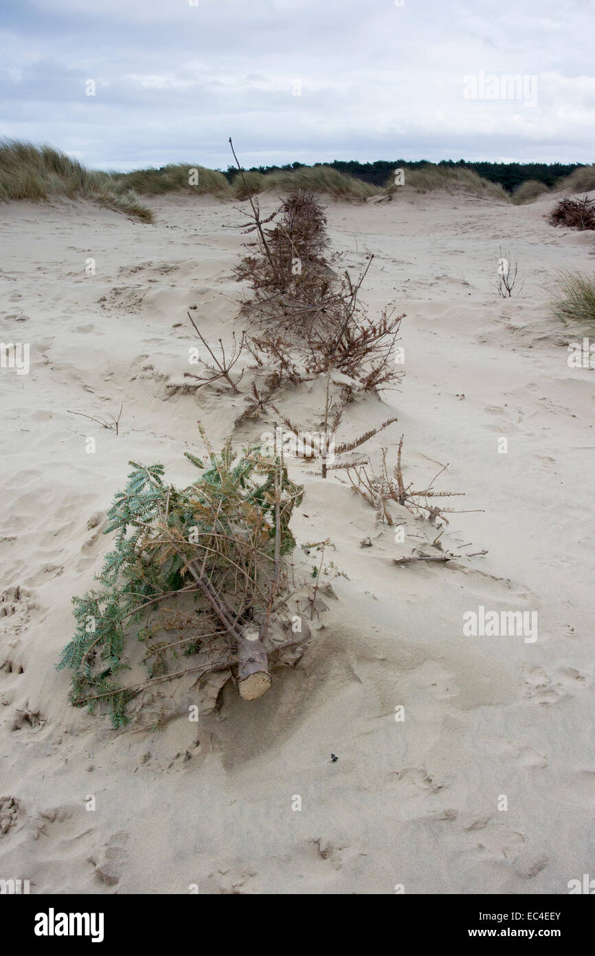 recycled Christmas trees used on sand dunes at Formby Point, to reduce erosion. Stock Photo