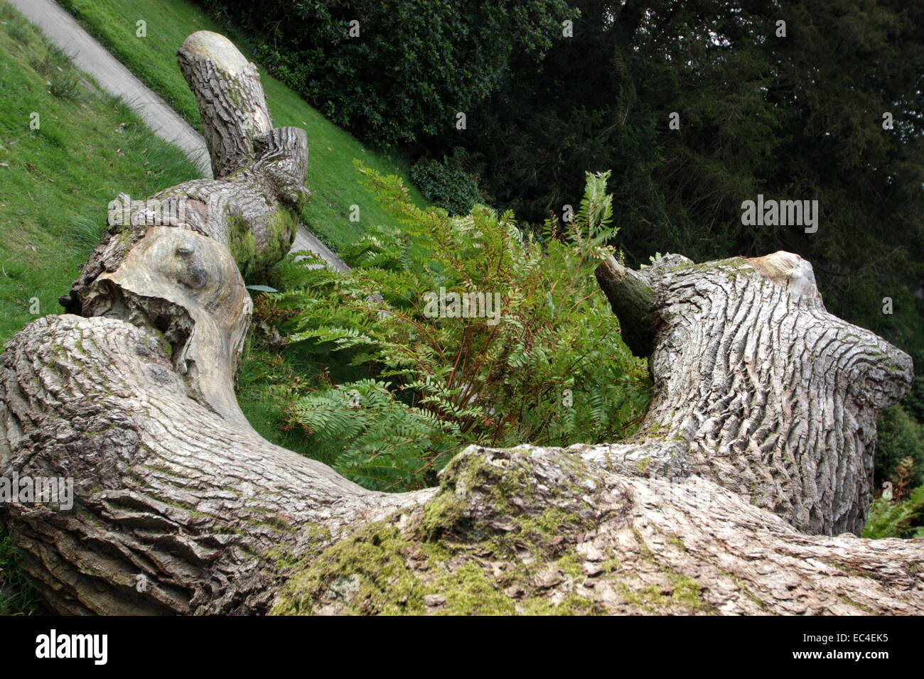 vom Sturm abgebrochener Baum Stock Photo Alamy
