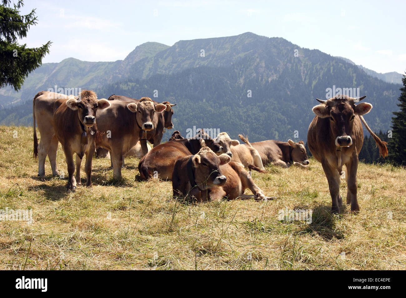 Ox alm hi-res stock photography and images - Alamy