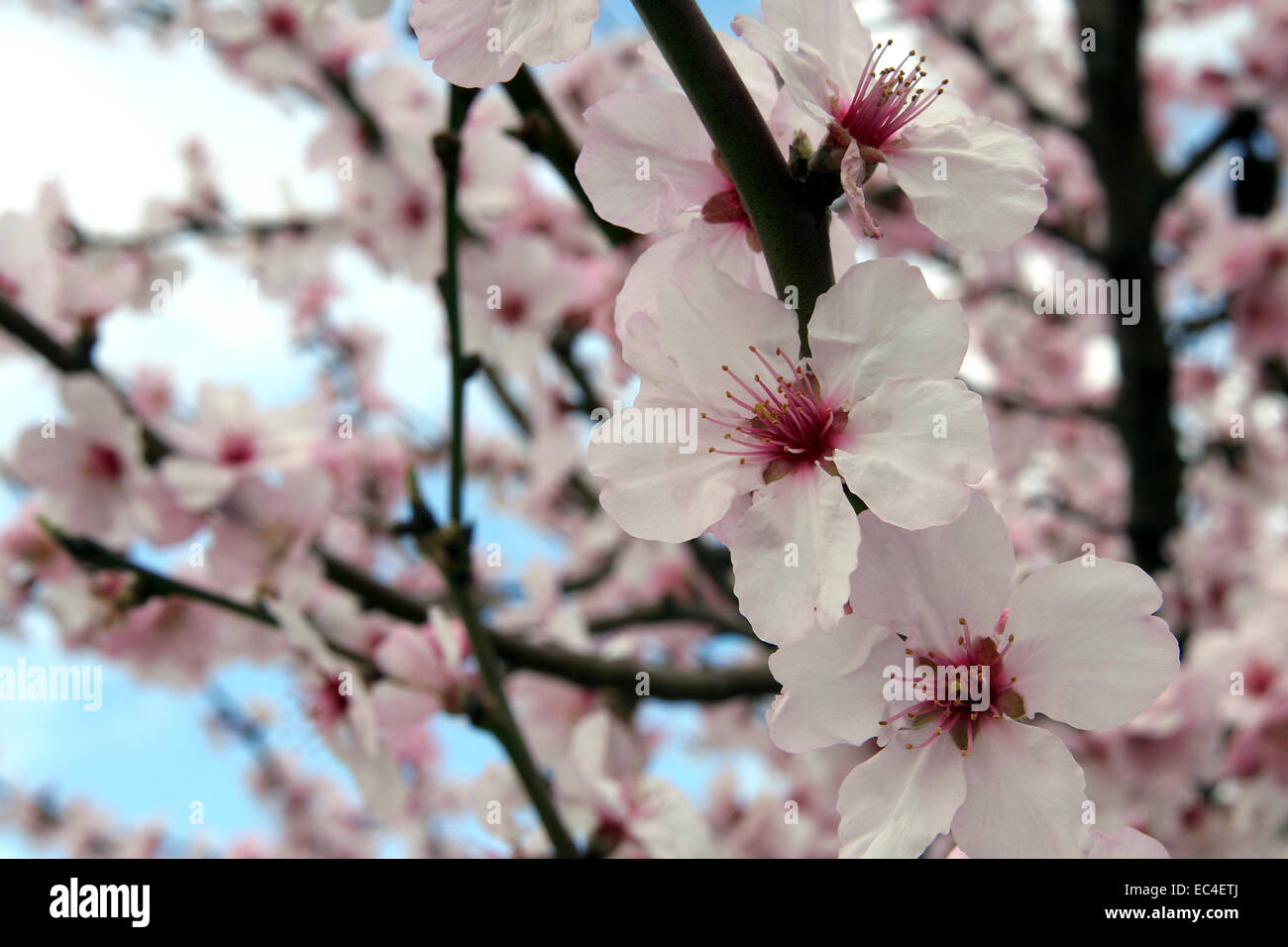 flourishing almond tree Stock Photo