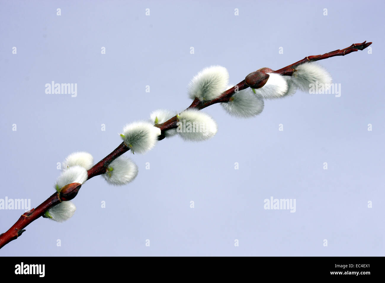 willow catkin Stock Photo