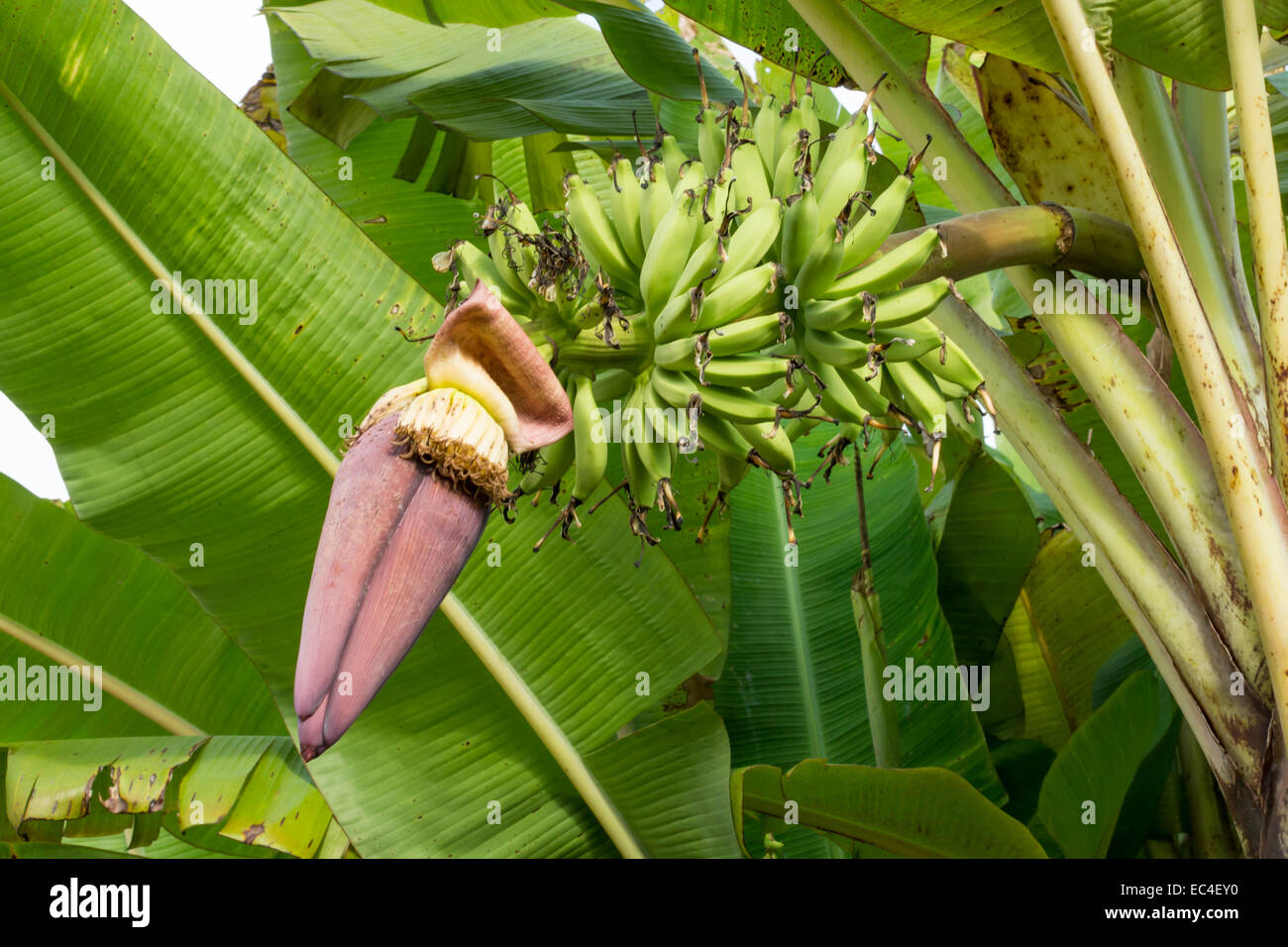 Banana inflorescence hires stock photography and images Alamy