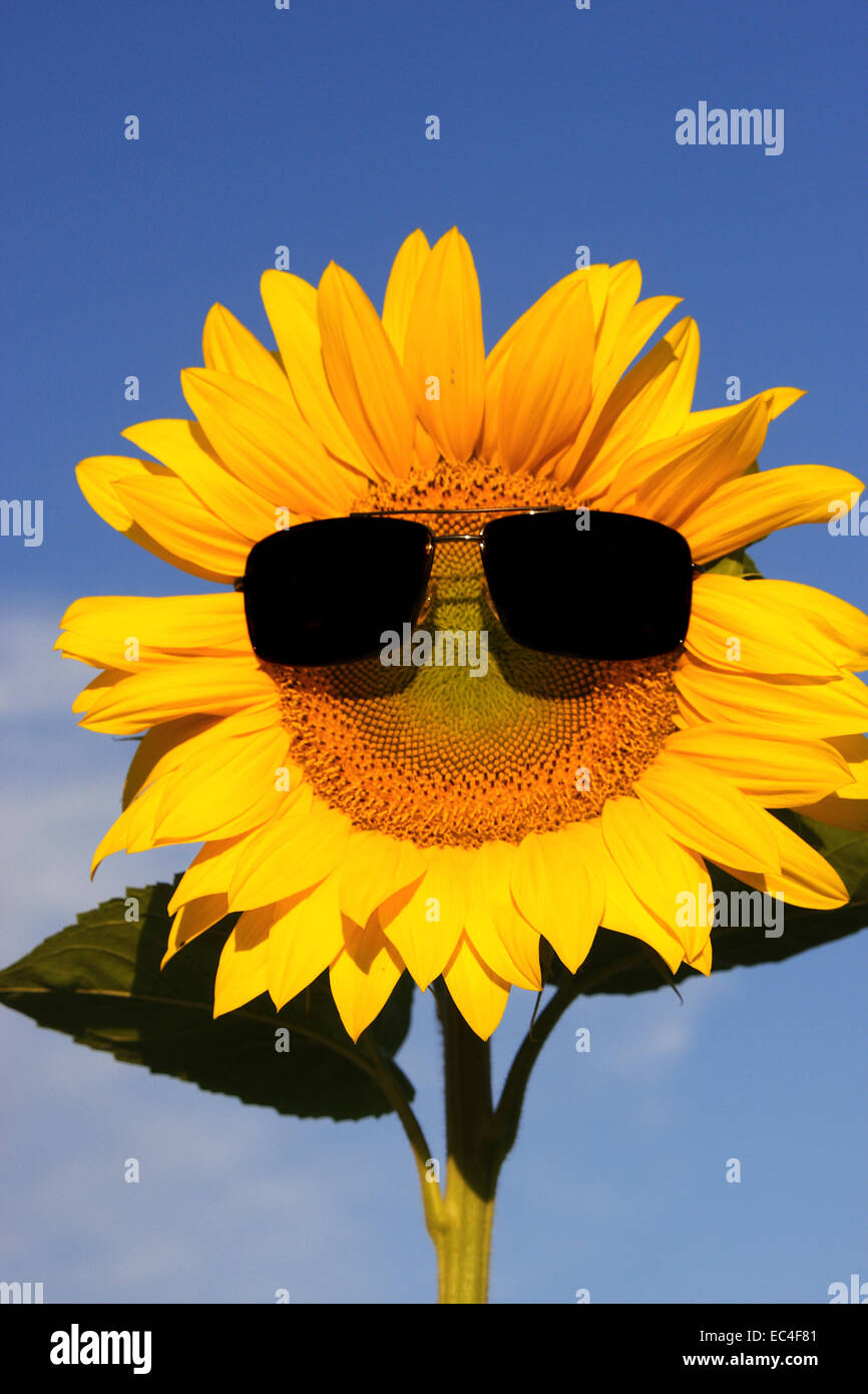 funny sunflower Stock Photo