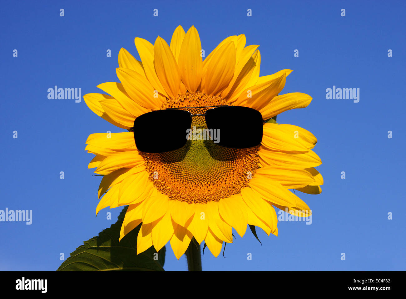 funny sunflower Stock Photo