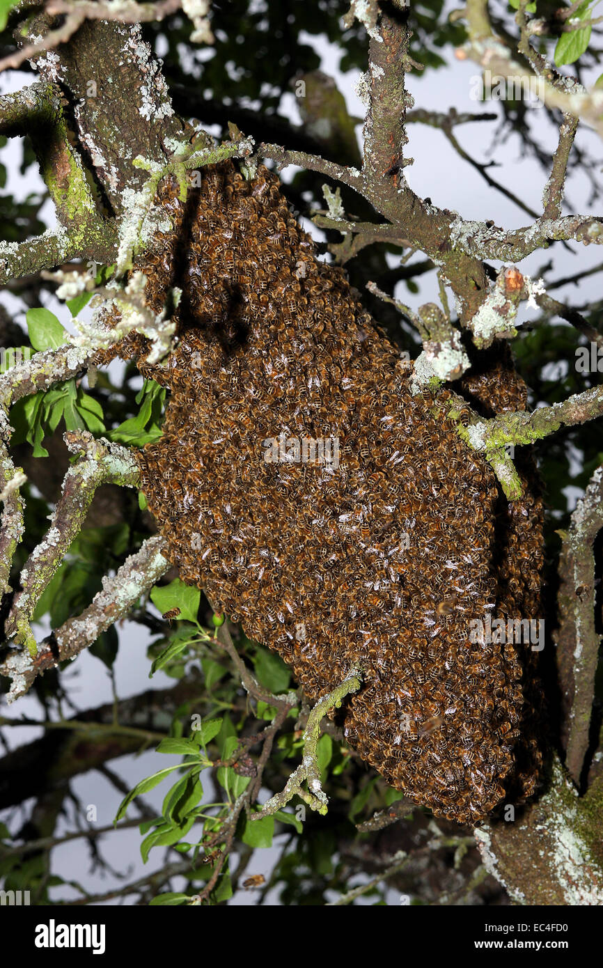 Swarm bees hi-res stock photography and images - Alamy