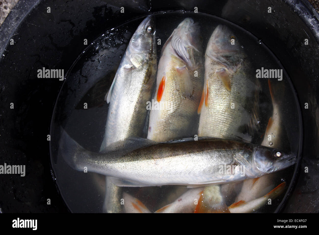 Noble fish hires stock photography and images Alamy
