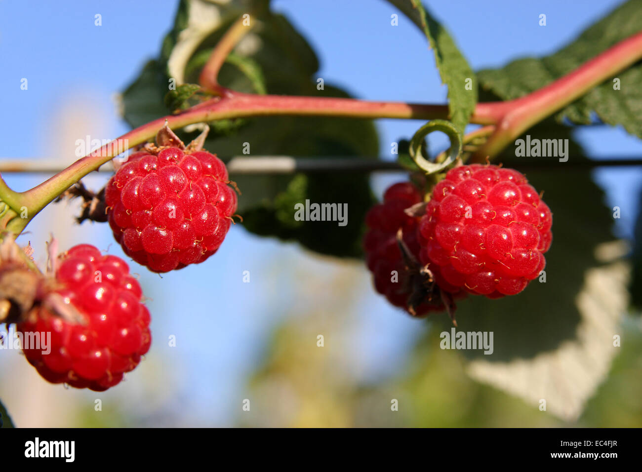 Exploded Raspberry Stock Photo Raspberry shrub drink hi-res stock photography and images - Alamy