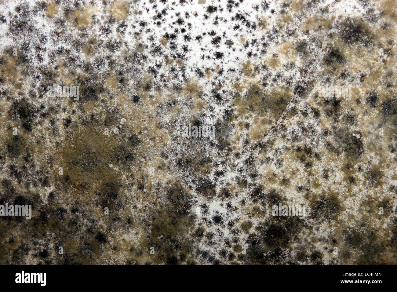 must mold Stock Photo