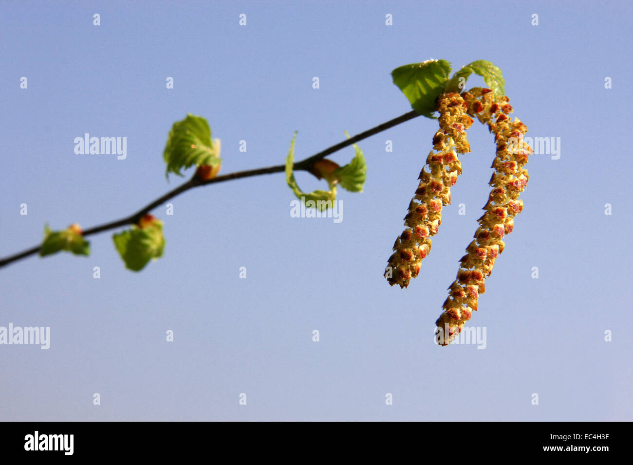 Birch Pollen Hi res Stock Photography And Images Alamy birch-pollen-hi-res-stock-photography-and-images-alamy
