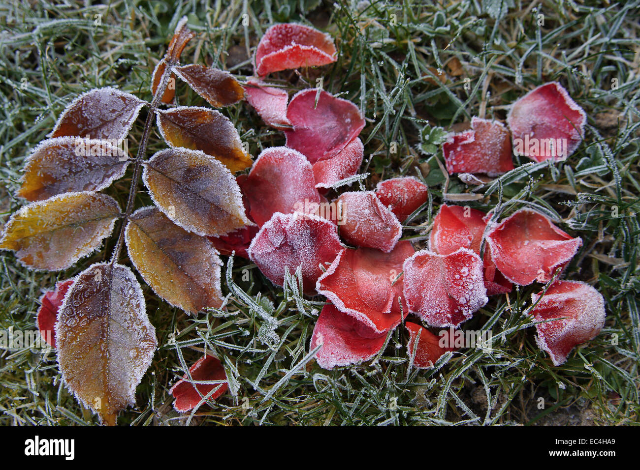 frozen rose petals Stock Photo - Alamy
