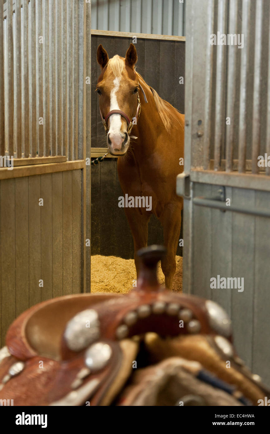 A Quarter Horse in its American Barn stable waiting to be saddled with a Western saddle Stock Photo