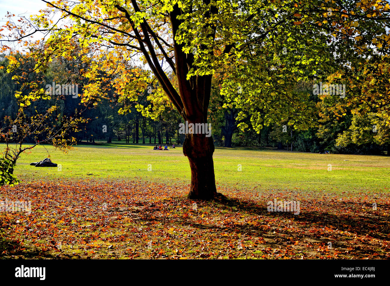 Lawn In Autumn Stock Photo Alamy lawn-in-autumn-stock-photo-alamy