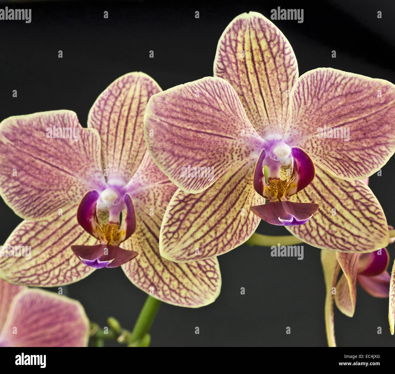 Orchid phalaenopsis Stock Photo