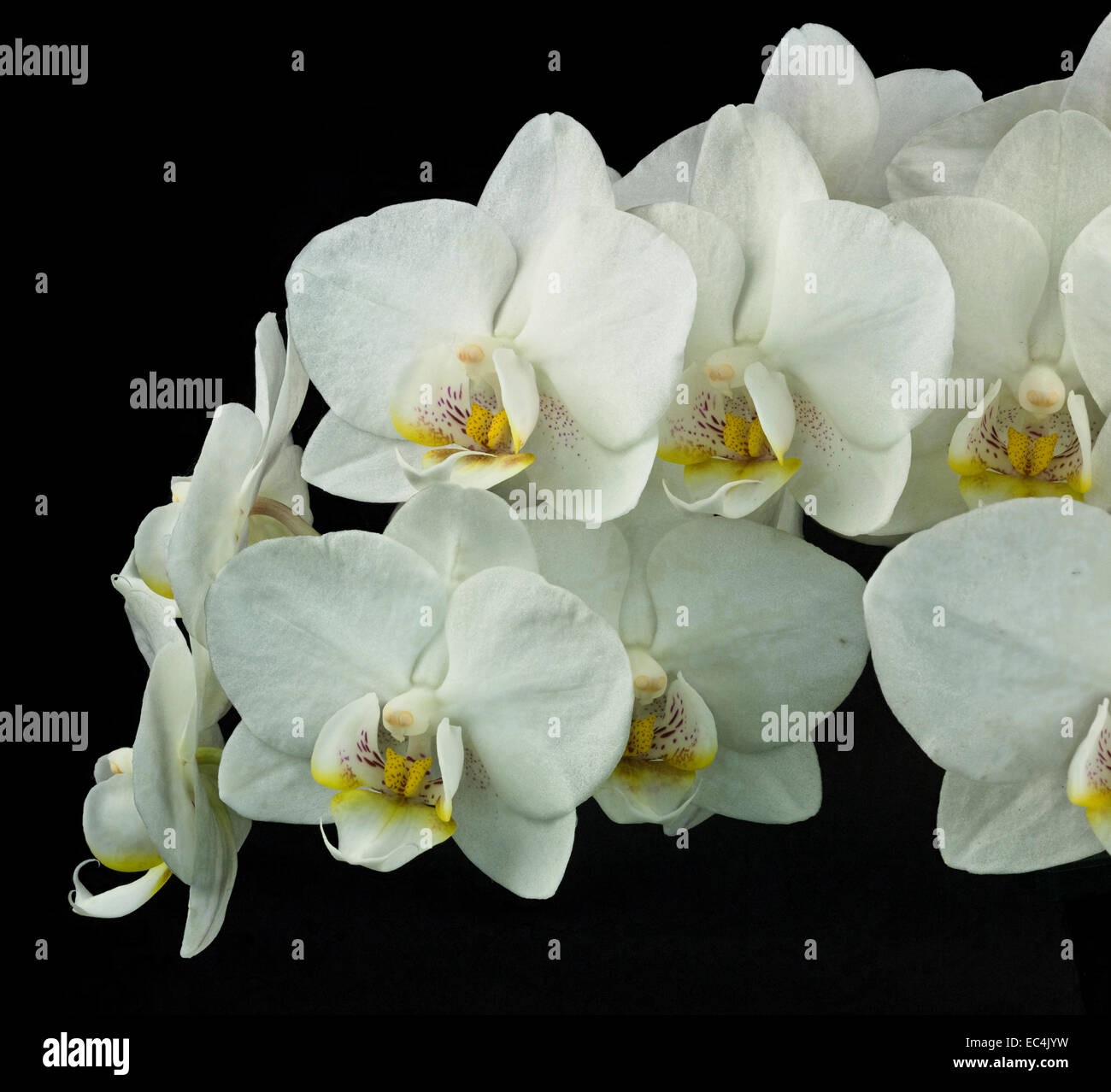 phalaenopsis orchid Stock Photo