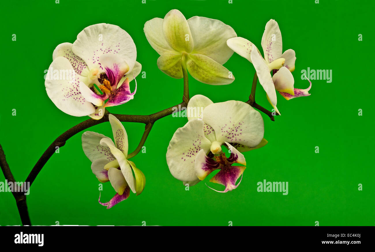 Phalaenopsis orchid Stock Photo