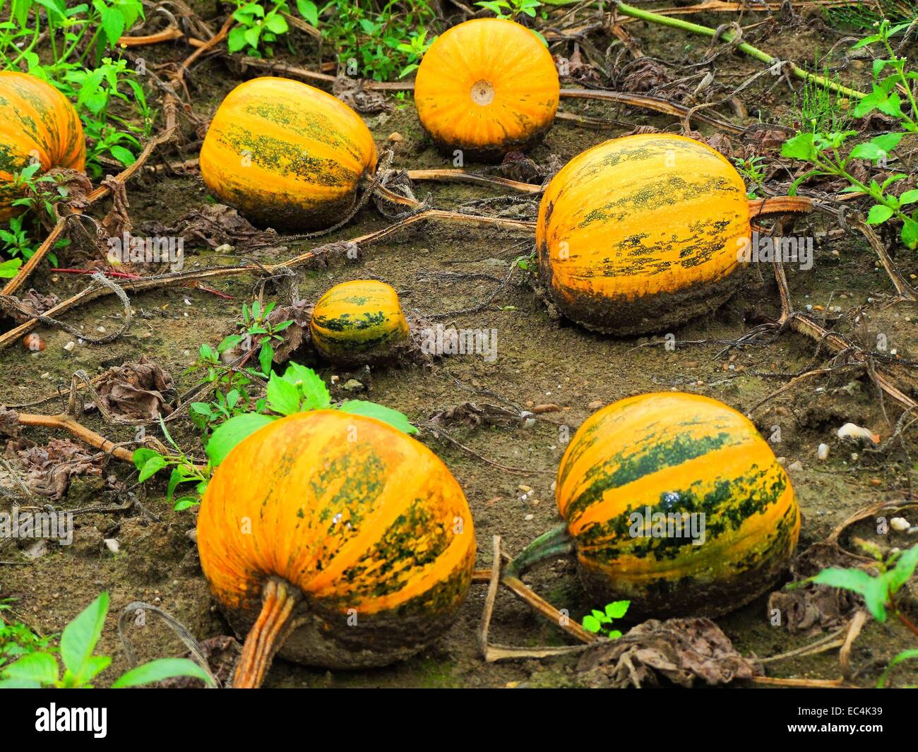 Styrian oil pumpkin Stock Photo