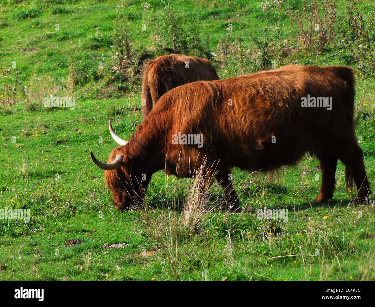 Galloway cattle grazing on the pasture in Carinthia Stock Photo - Alamy