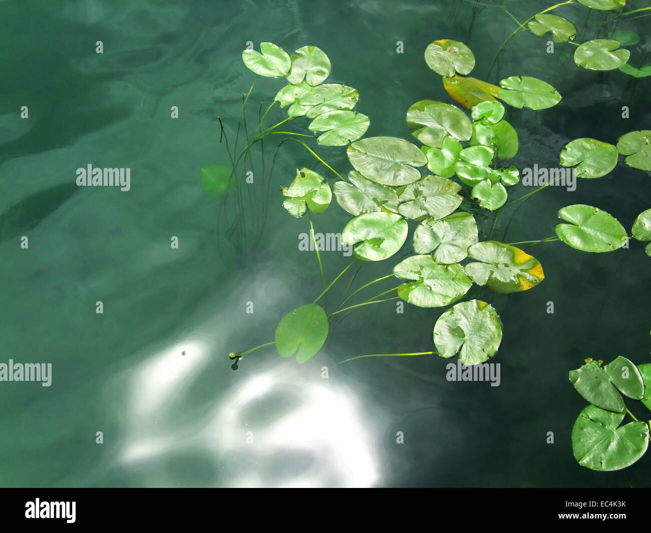 Klopeiner see in Carinthia with water lily leaves and light reflex Nymphaea Stock Photo