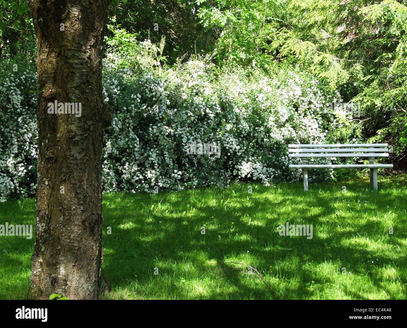 Bank and Spireastruch spiraea in the garden under the tree to rest Stock Photo