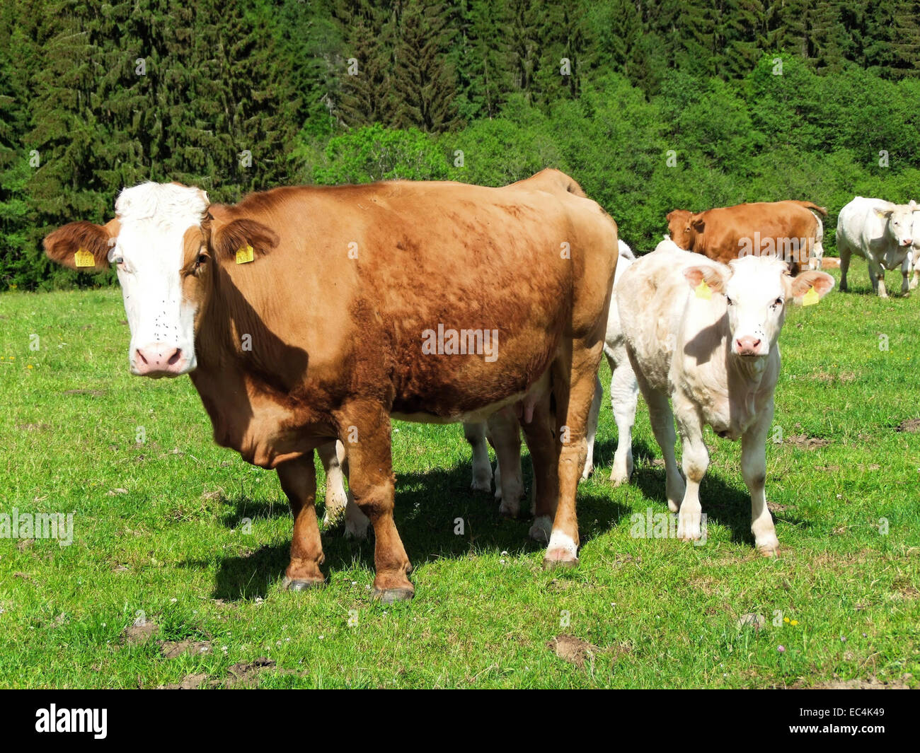 Simmental cattle with Charolais, race charolaise veal Stock Photo Alamy