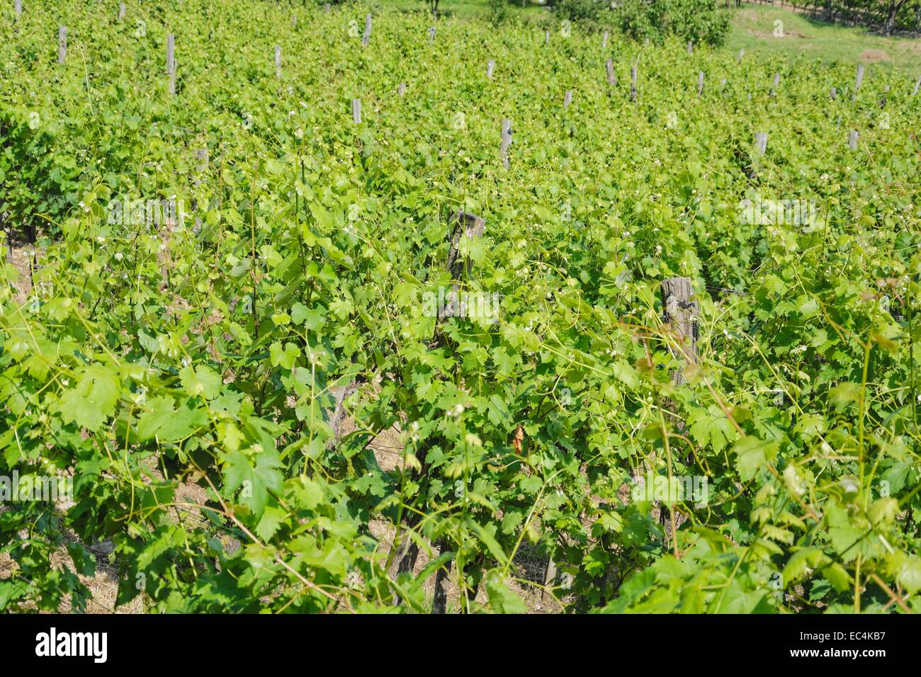 Grapevines Vitis in Badacsony Stock Photo