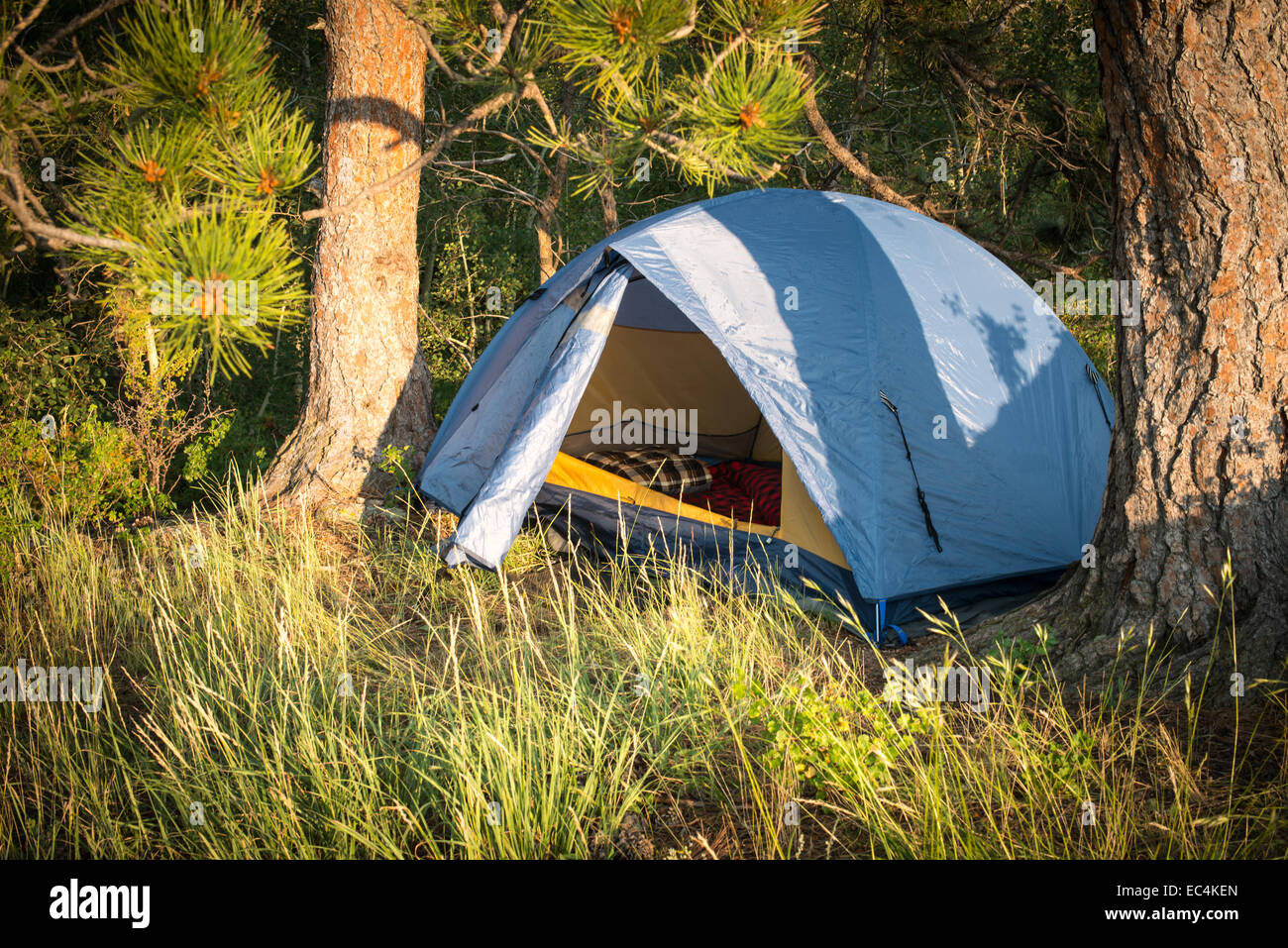 Camping tent in pine trees with sleeping bag inside Stock Photo Alamy