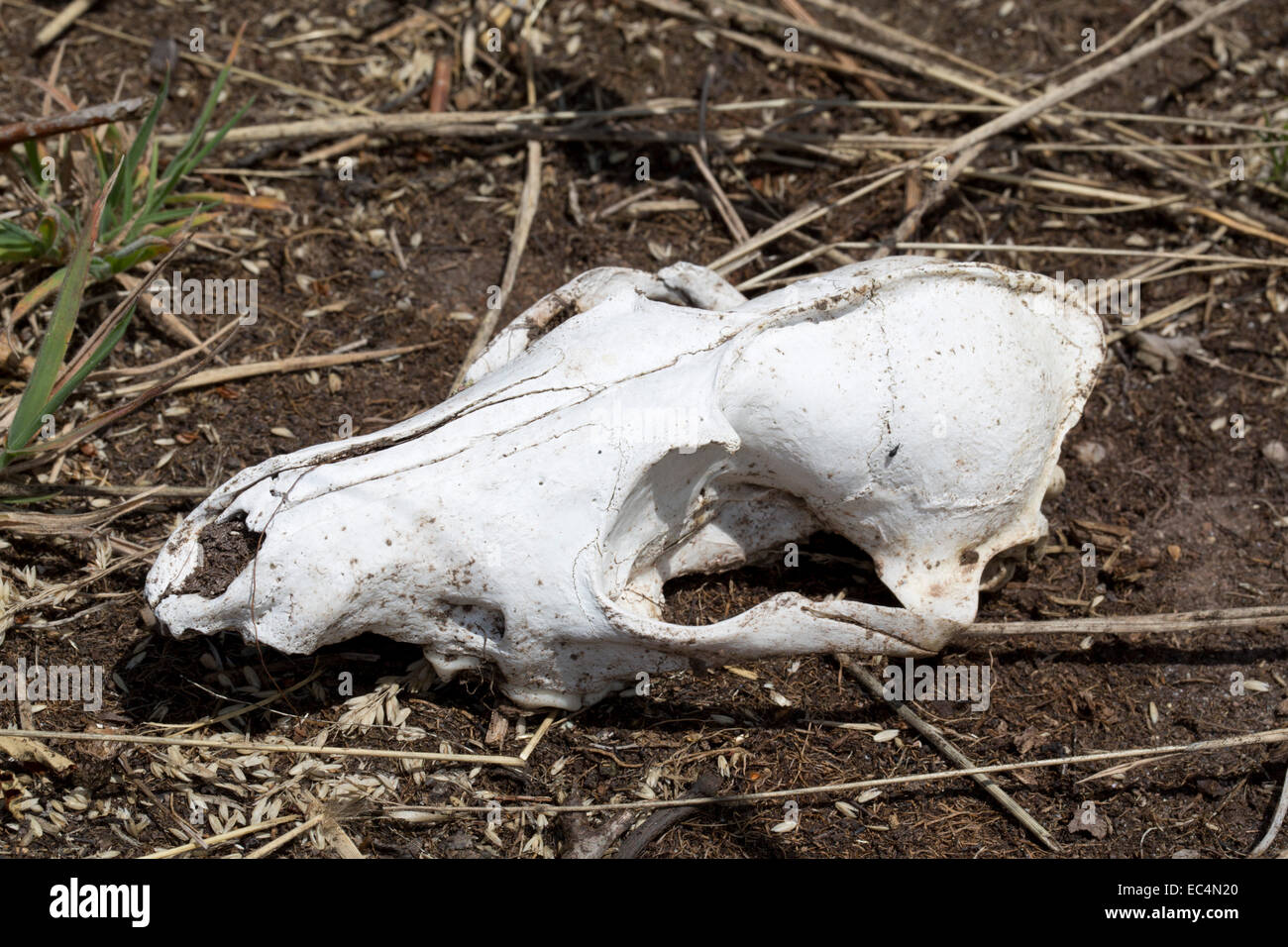 Badger Skull; Meles meles; UK Stock Photo