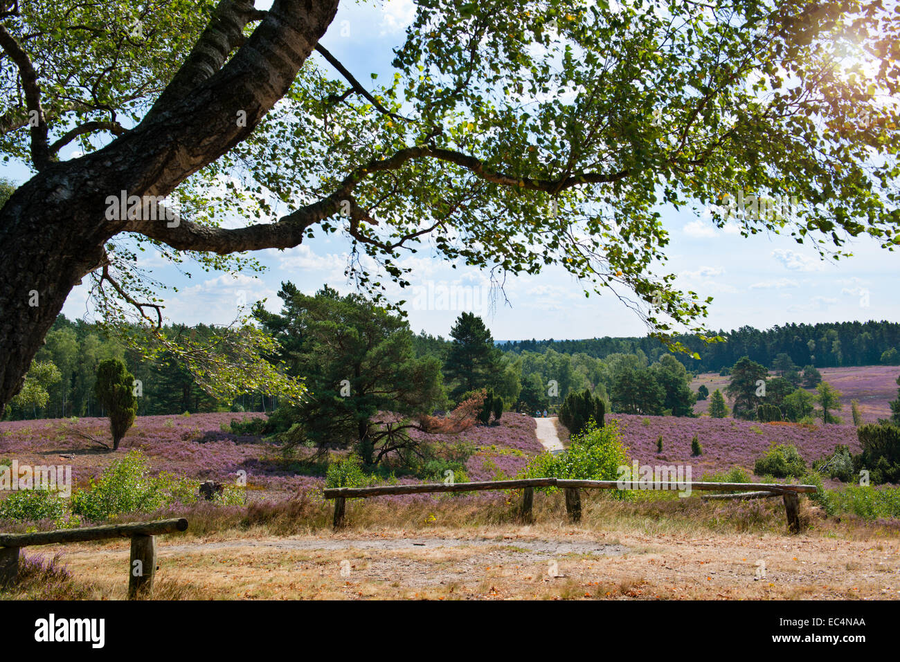 Lüneburger heide landscape hi-res stock photography and images - Alamy