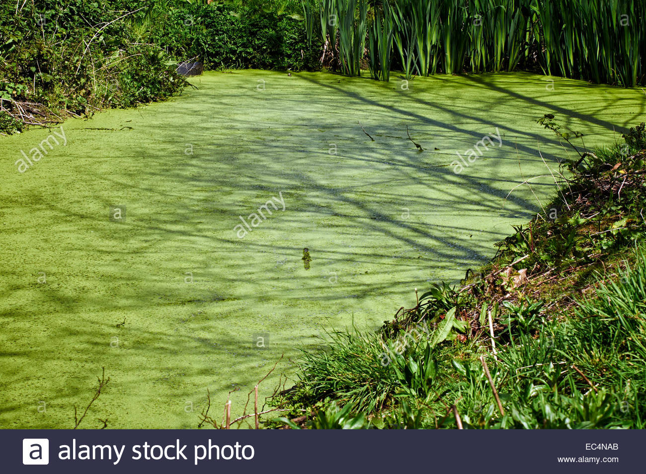 Blanketweed Pond High Resolution Stock Photography and Images Alamy