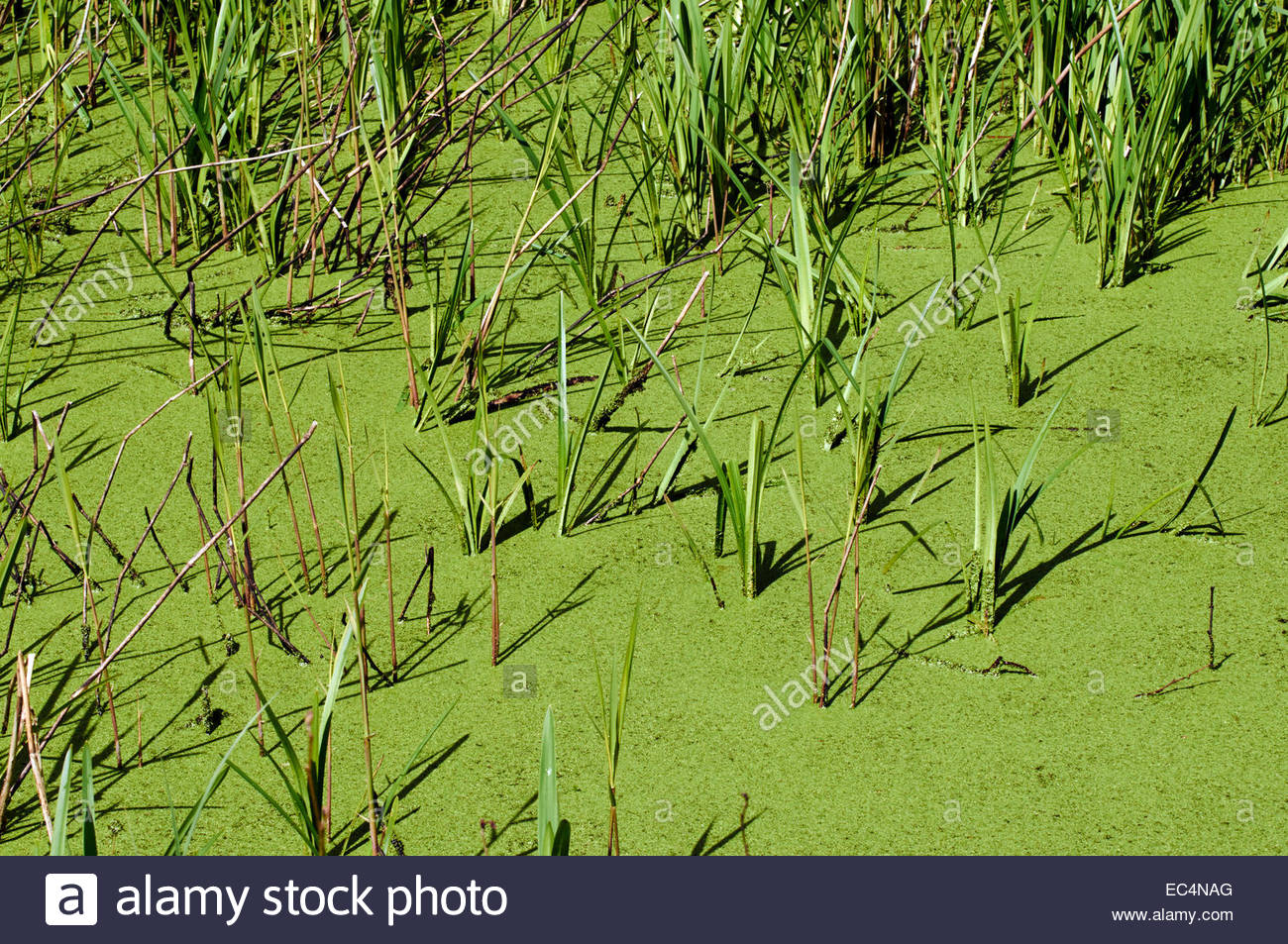 Blanketweed Pond High Resolution Stock Photography and Images Alamy