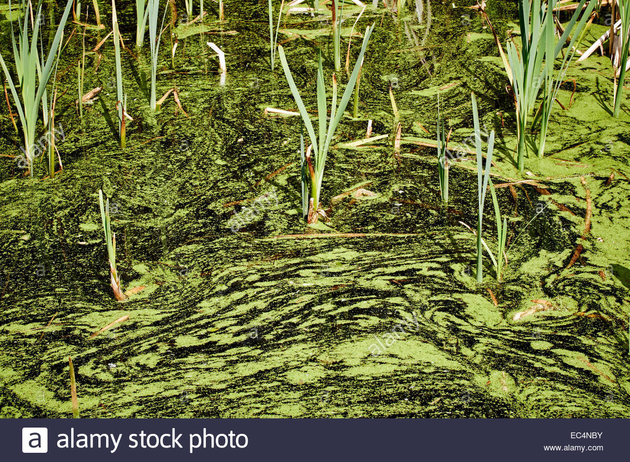 Blanketweed Pond High Resolution Stock Photography and Images Alamy