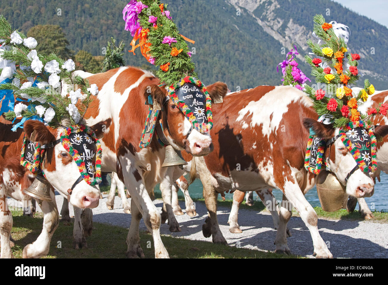 output of cows Stock Photo