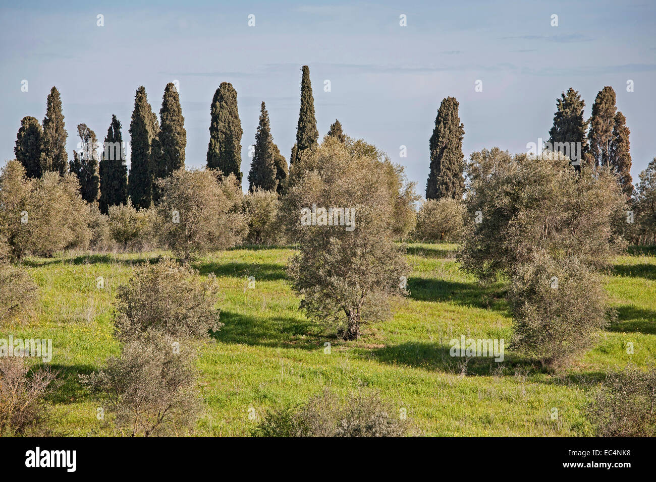 Olive trees and cypresses dominate the Tuscan countryside Stock Photo