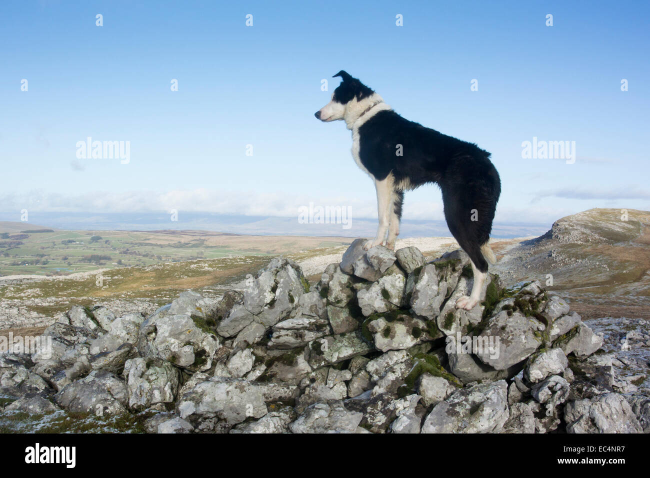 Border Collie sheep dog on rocky moorland, Cumbria, UK Stock Photo