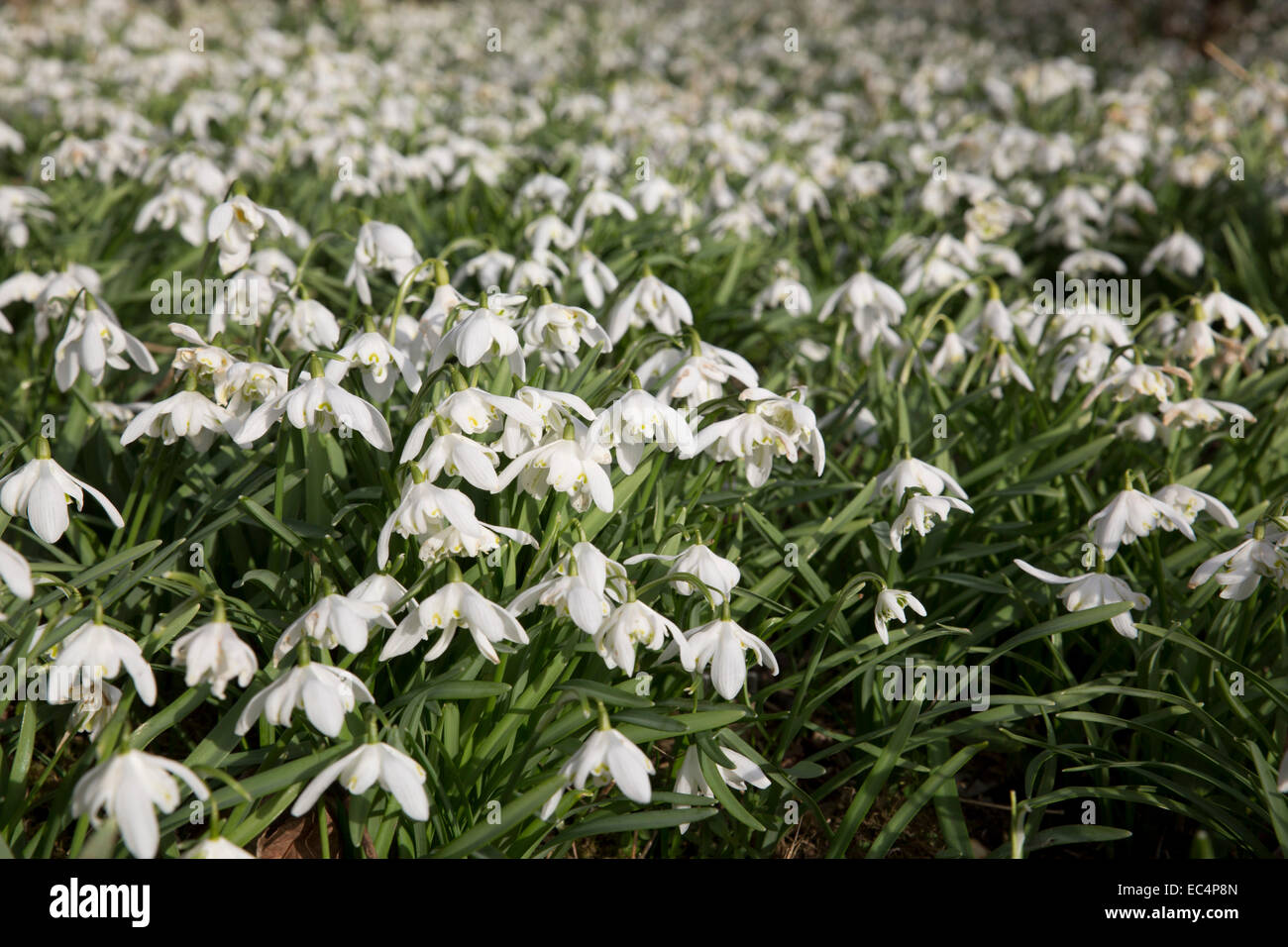 Snowdrops; Spring; Cornwall; UK Stock Photo - Alamy