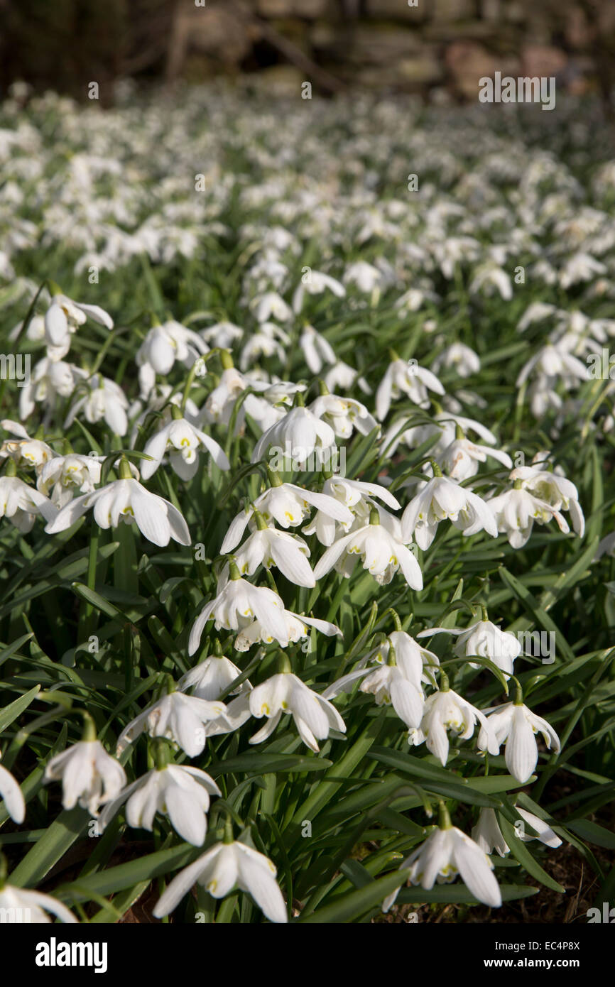 Snowdrops; Spring; Cornwall; UK Stock Photo - Alamy