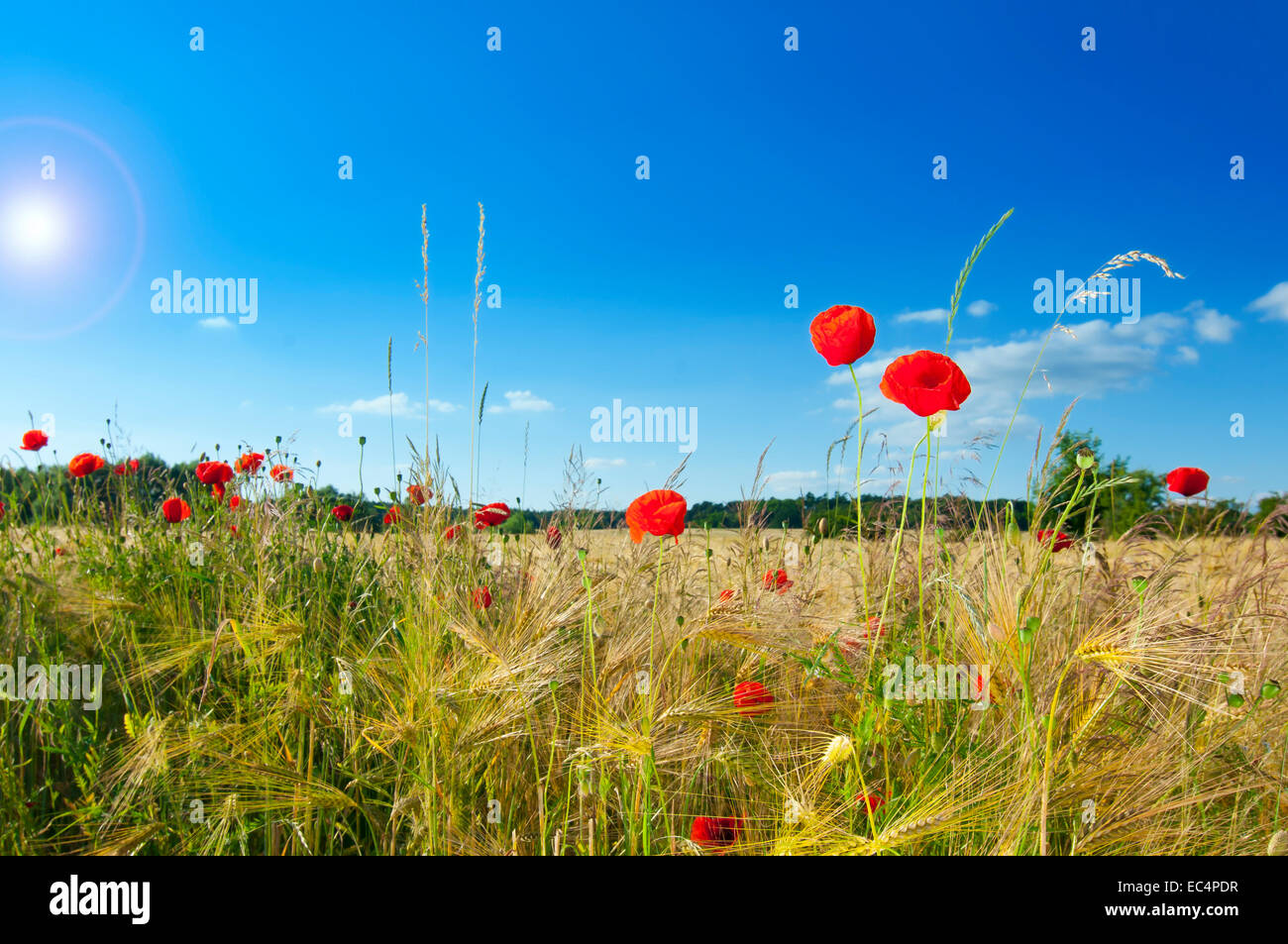 Corn field with poppy flowers at the edge of the field Stock Photo - Alamy