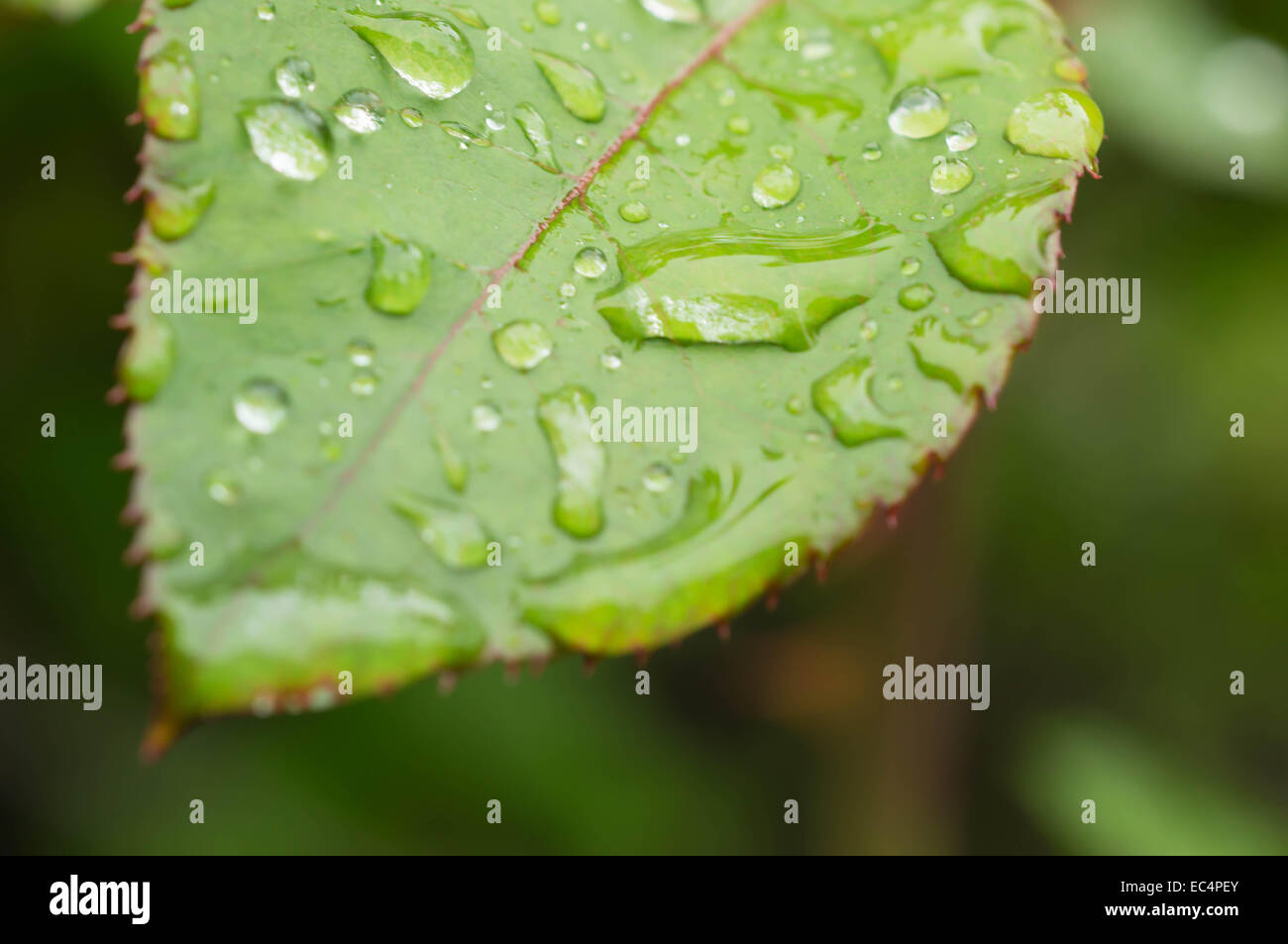Water drops on a green leaf close up Stock Photo