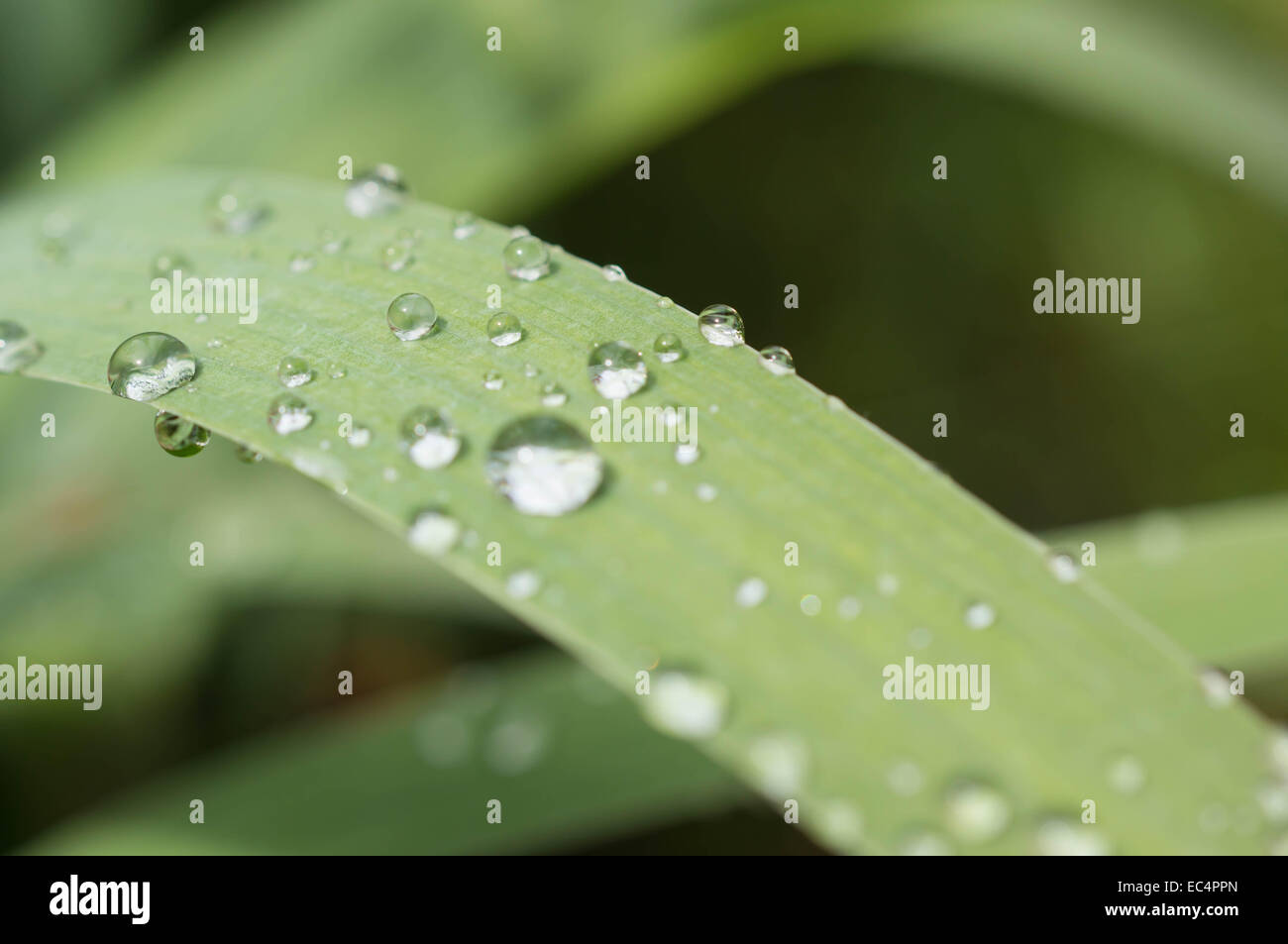 Water drops on a grass after a rain Stock Photo